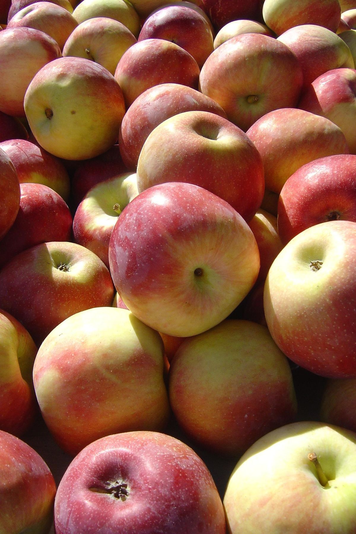 Indian apple - Image 3